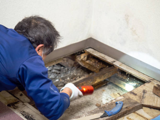 Best Industrial Mold Remediation in Sibley, IA