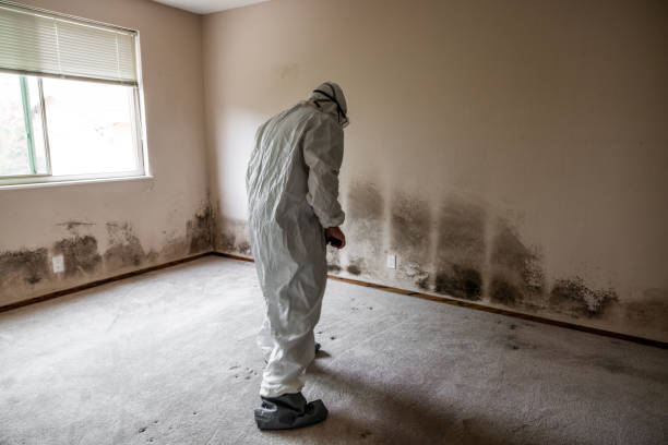 Trusted Sibley, IA Mold Remediation Experts