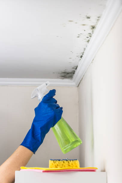 Best Post-Flood Mold Remediation in Sibley, IA